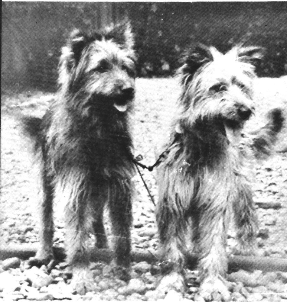 Poilu et Fine Mouche