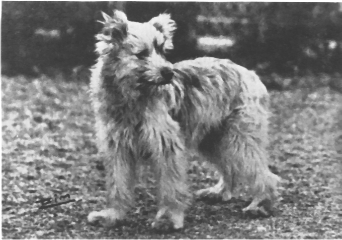 Urielle de Montmartel